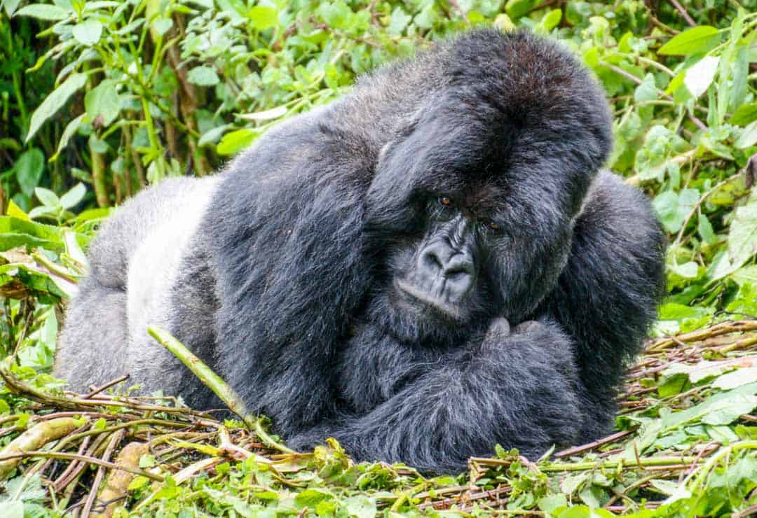 Face to face with silverback gorilla Isabukuru in Rwanda.