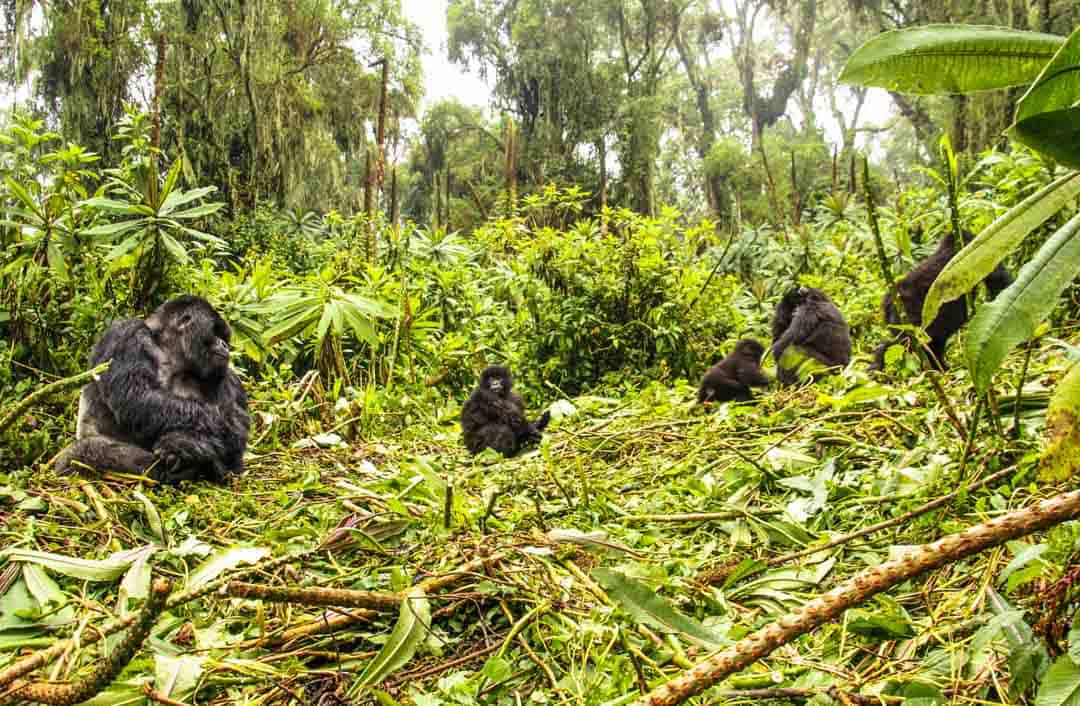 Gorilla trekking Rwanda - A family of mountain gorillas in their jungle nest in Volcanoes National Park.