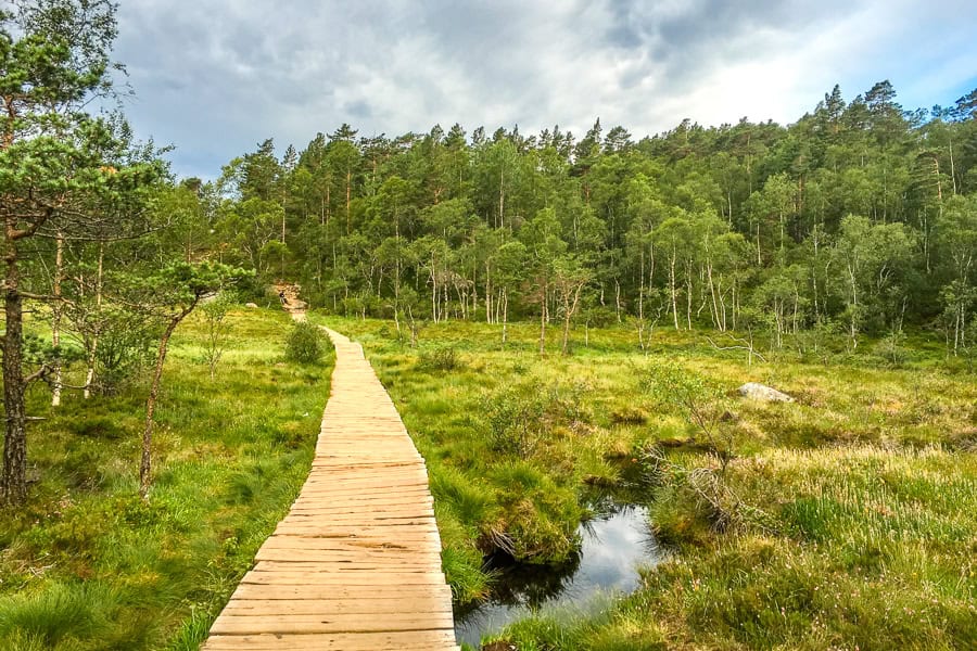 A wooden boardwalk crosses marshy ground towards trees along an early section of the trail hiking to Pulpit Rock.