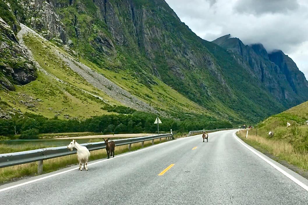 goats-on-road-sogndal-to-geiranger