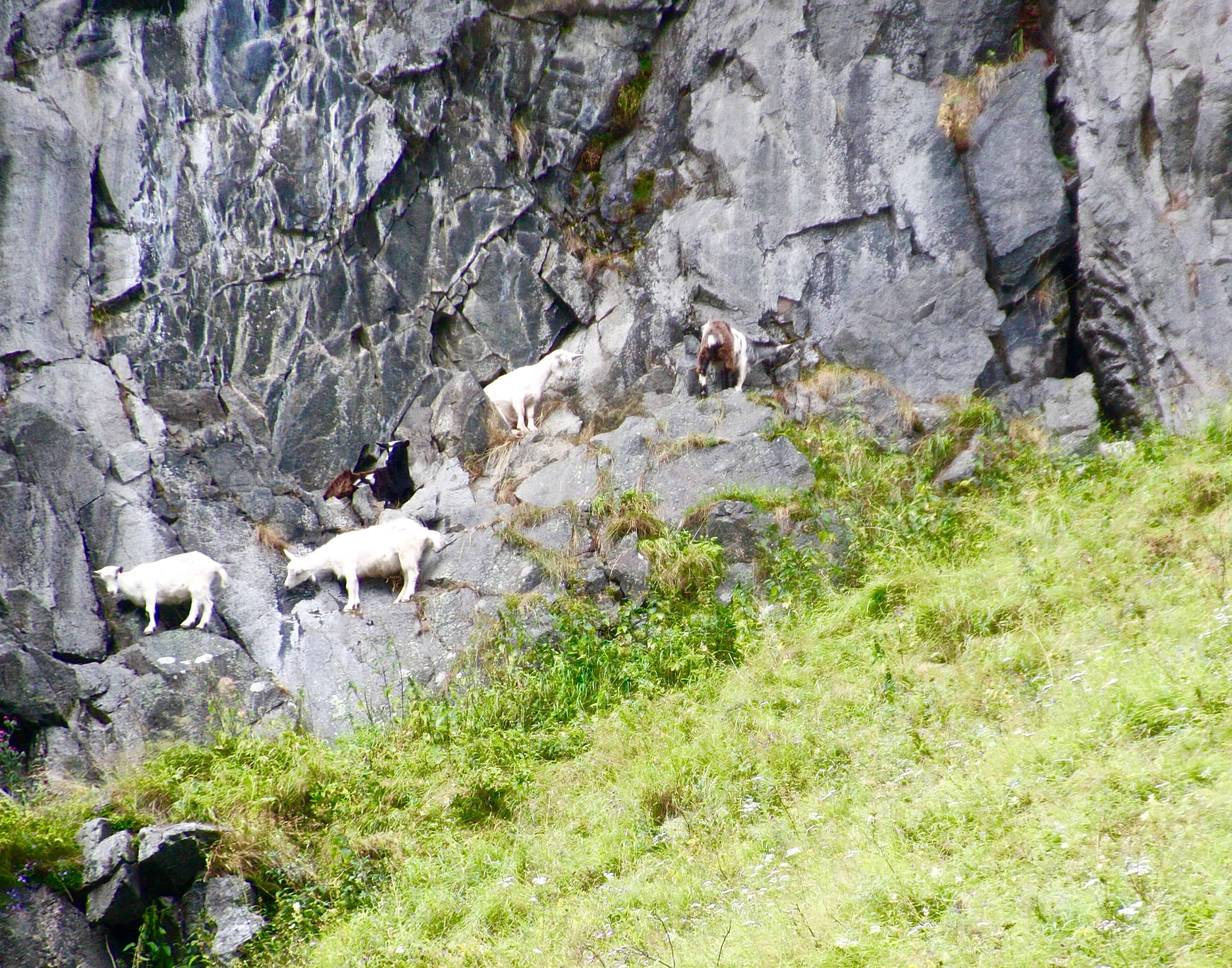 Goats along Naeroyfjord