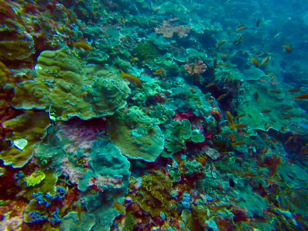 day-2-batu-bolong-coral1