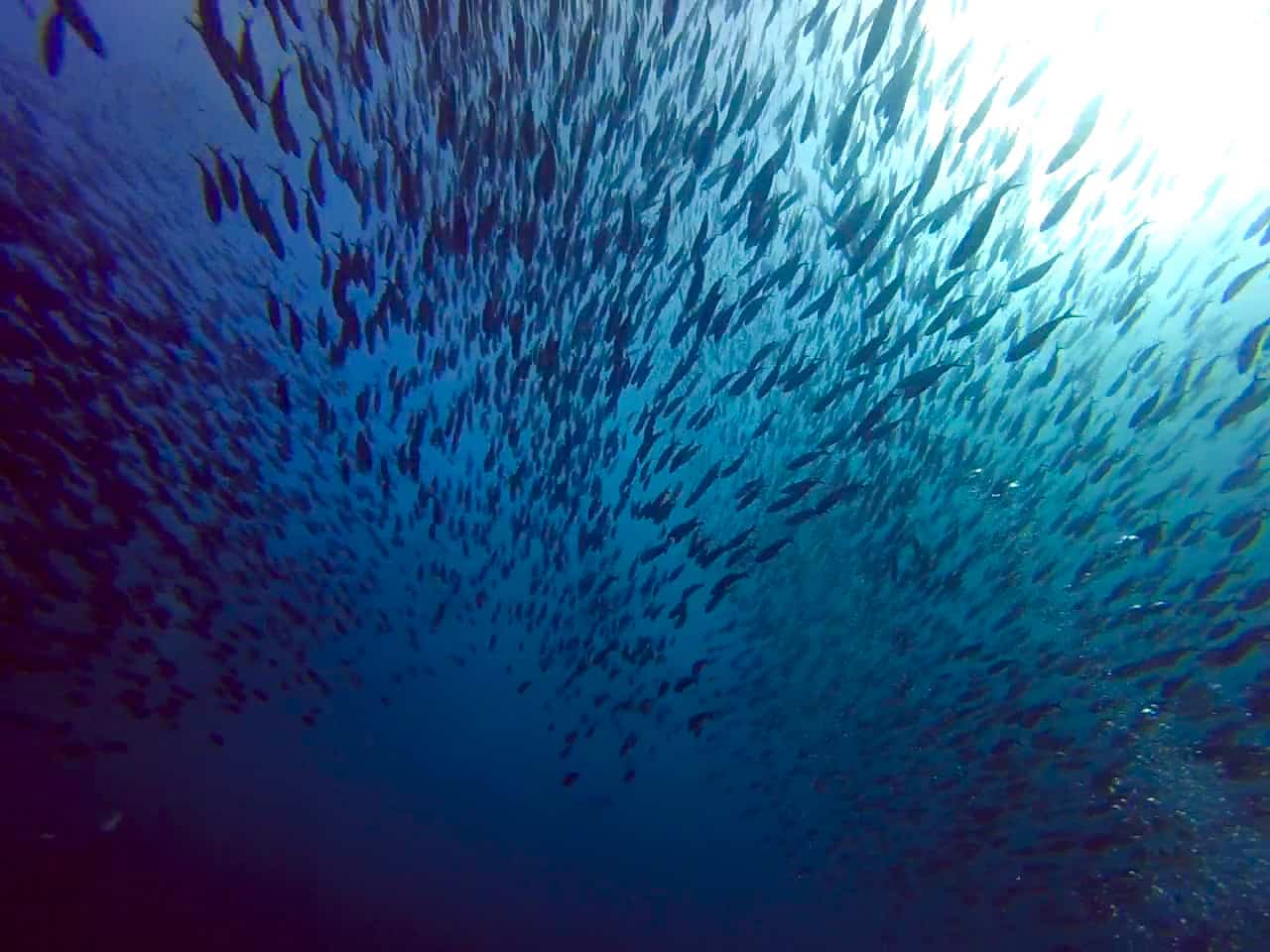 day-2-batu-bolong-schooling-fish3