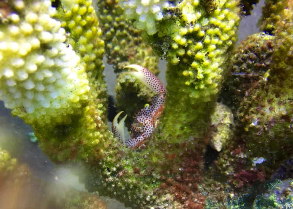 Tiny Red-Spotted Coral Crab at Seraya Secrets Muck Diving Site Amed