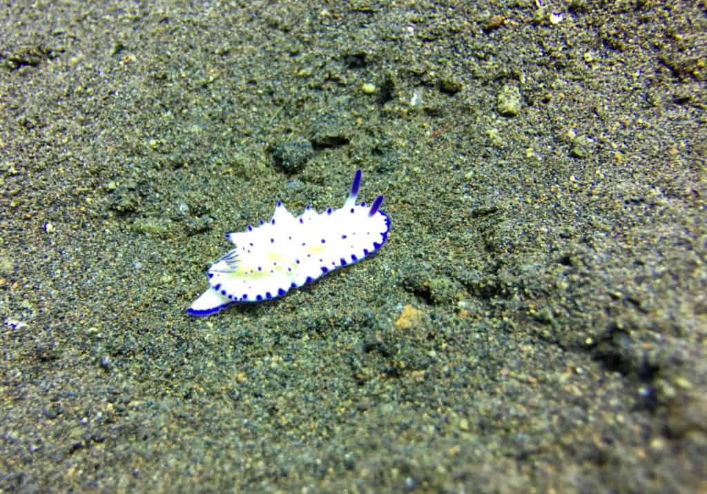 Purple Spotted Nudibranch at Seraya Secrets Muck Diving Site Amed