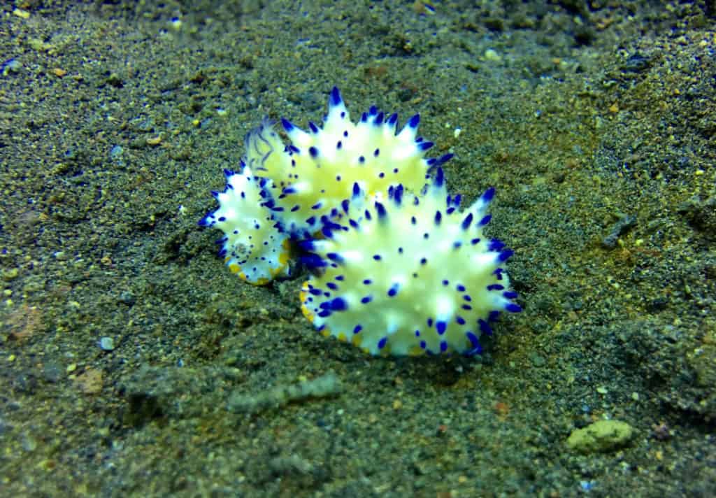 Nudibranch Cluster on a Muck Dive at Amed