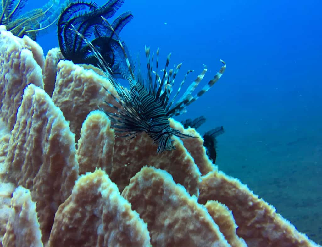 Cruising Lion Fish at Seraya Secrets Muck Diving Site Amed