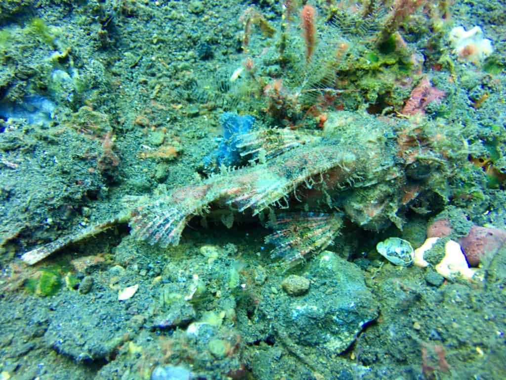 Camouflage Scorpion Fish at Seraya Secrets Muck Diving Site Amed