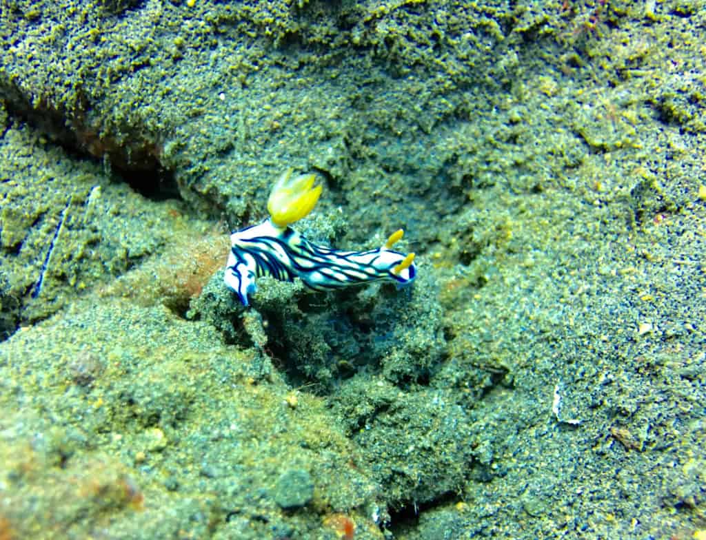 Stripey Nudibranch at Seraya Secrets Muck Diving Site Amed