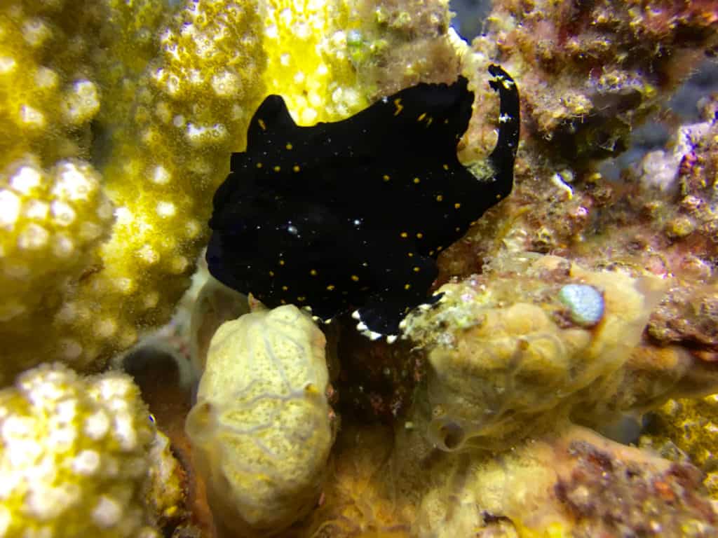 Juvenile Frog Fish at Seraya Secrets Muck Diving Site Amed