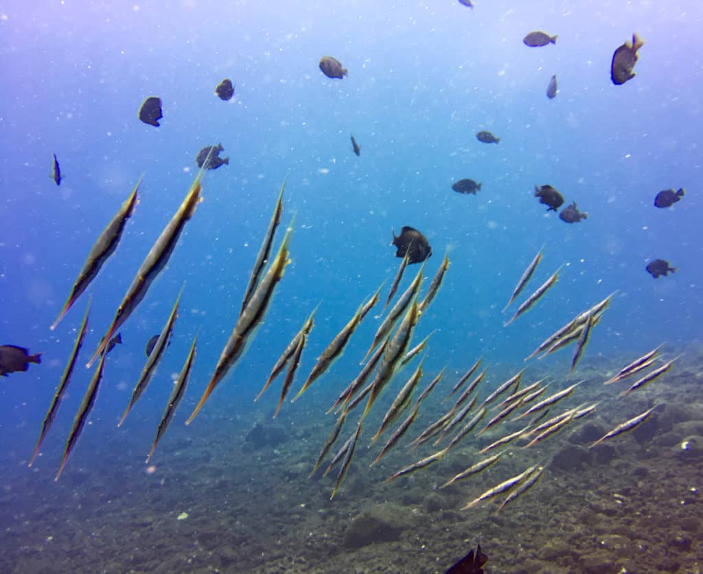 Schooling Razorfish at Seraya Secrets Muck Diving Site Amed
