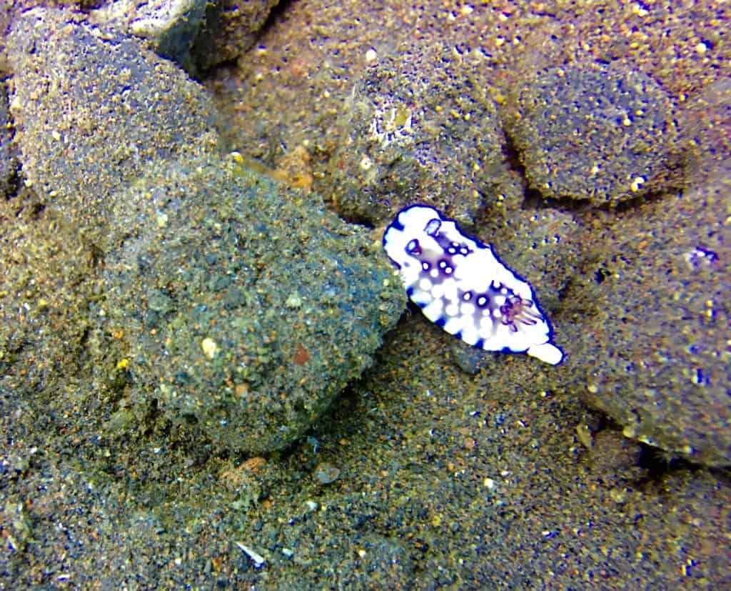 Purple & White Nudibranch at Seraya Secrets Muck Diving Site Amed