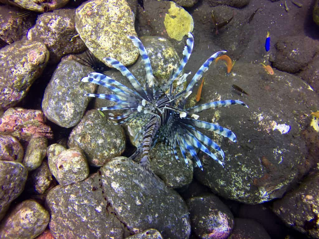 Lion Fish at Seraya Secrets Muck Diving Site Amed