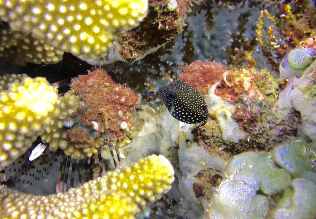 Teeny Tiny Juvenile Box Fish at Seraya Secrets Muck Diving Site Amed