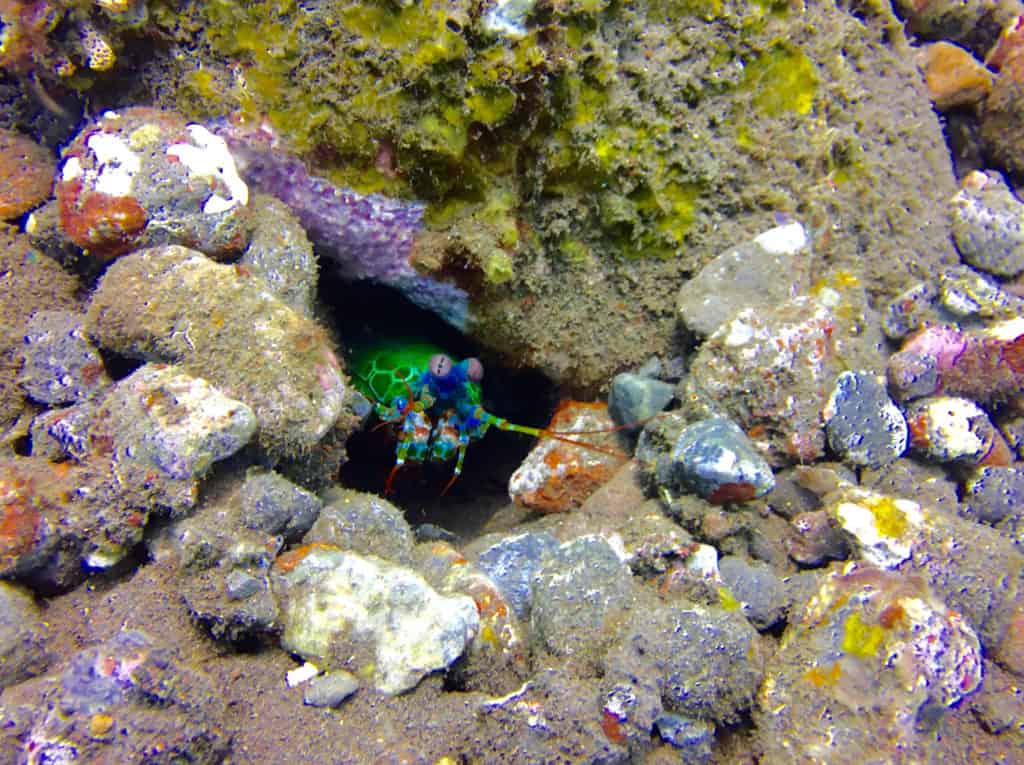 Vivid Peacock Mantis Shrimp at Seraya Secrets Muck Diving Site Amed
