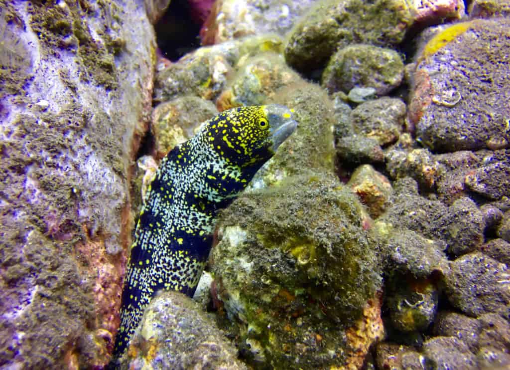 Pretty eel at Seraya Secrets Muck Diving Site Amed