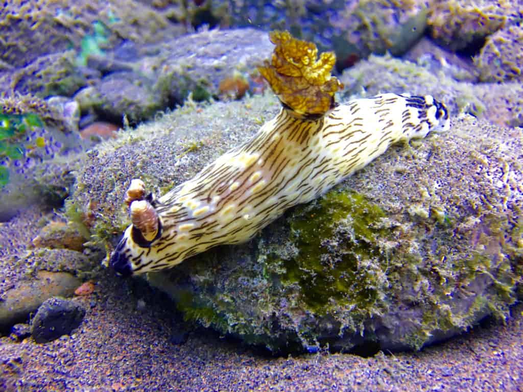 Large nudibranch at Seraya Secrets Muck Diving Site Amed