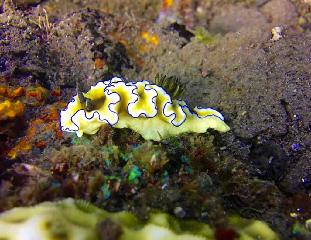 Pretty Nudibranch at Kuanji Muck Diving Site Amed