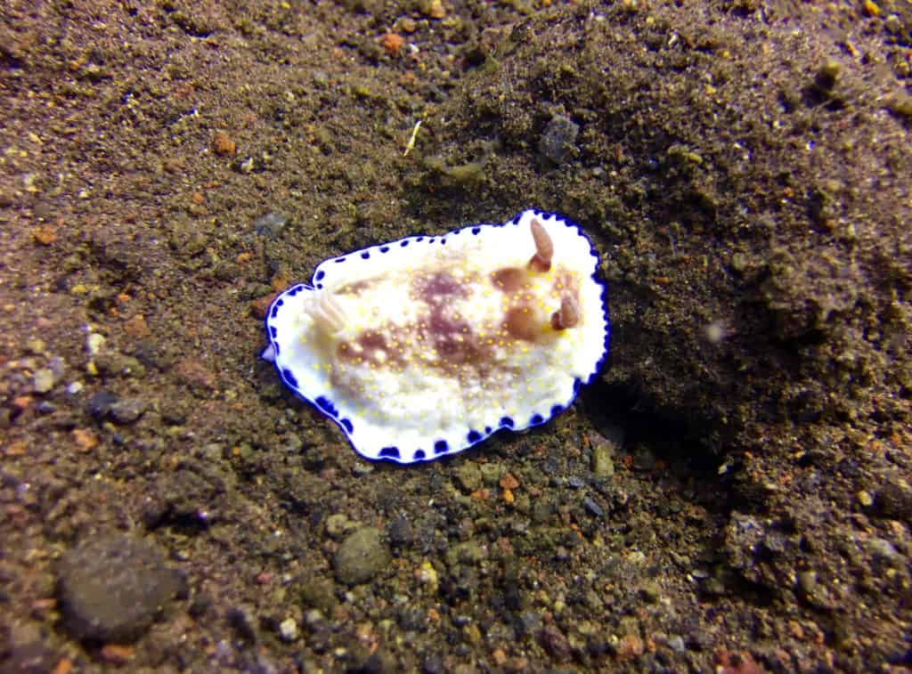 Cute Nudibranch at Kuanji Muck Diving Site Amed