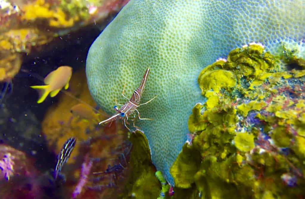Cleaner Shrimp Waits for a Customer on a Muck Dive in Amed