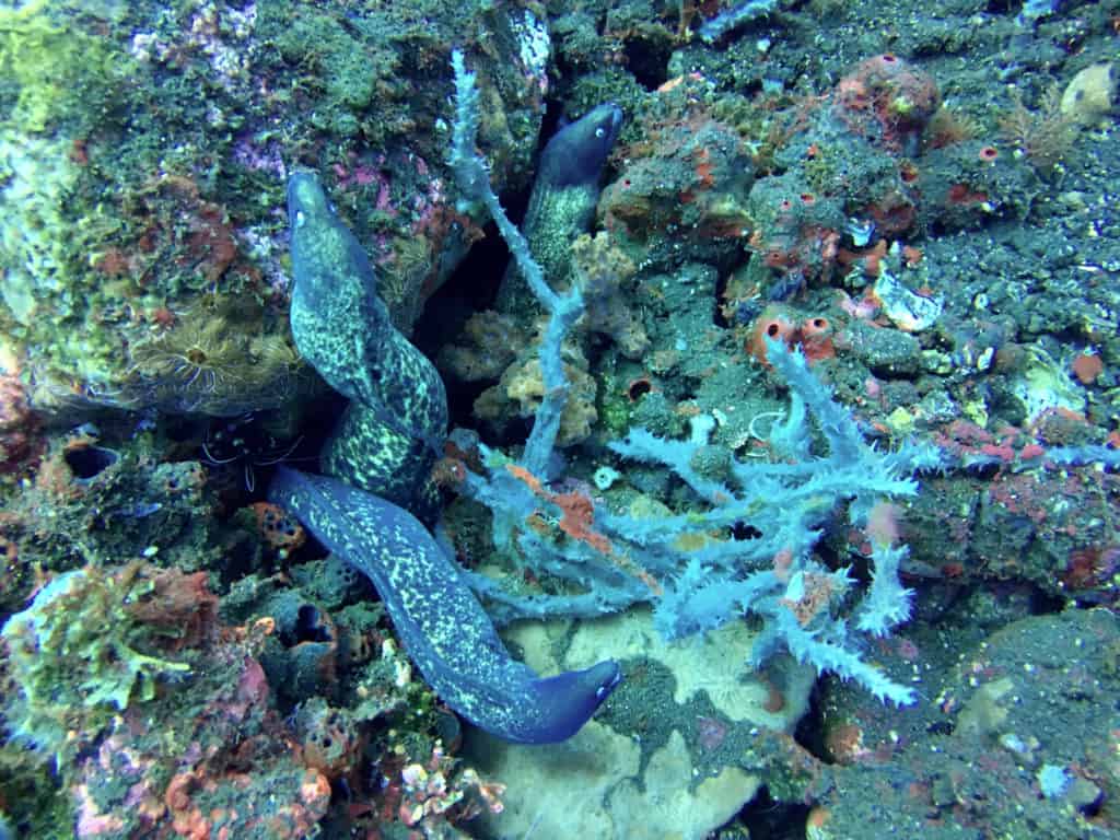 Bed of Eels Keeps Watch on a Muck Dive in Amed