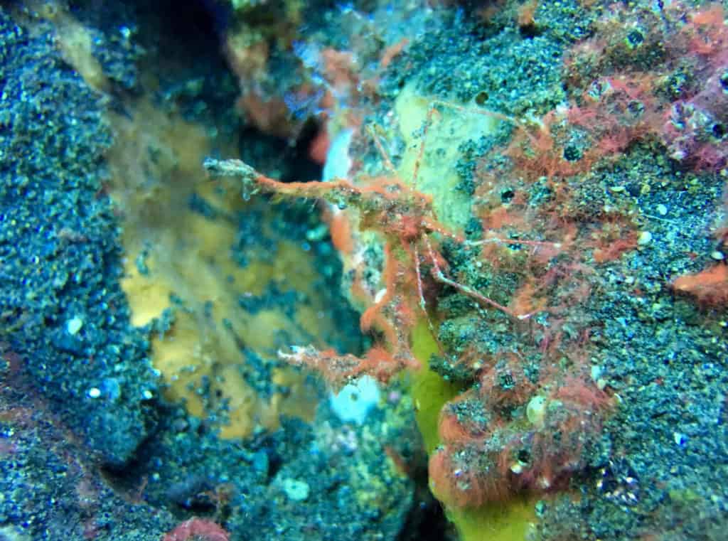 Spot the Hairy Orangutan Crab - Kuanji Muck Diving Amed