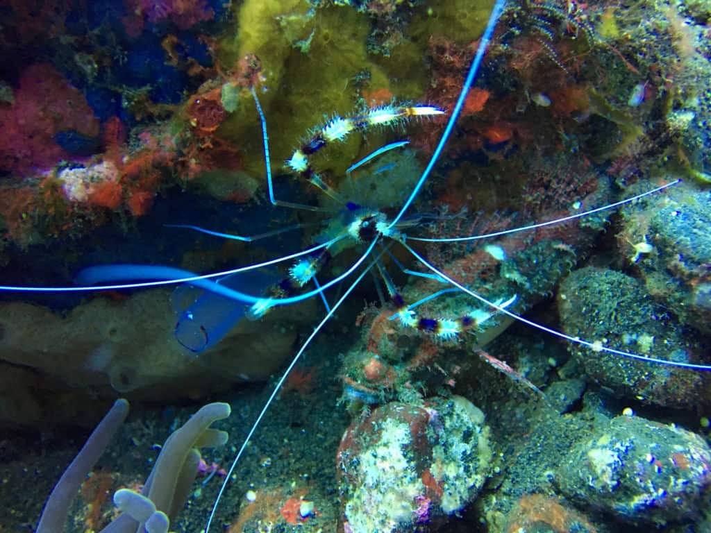 Banded Coral Shrimp at Kuanji Muck Diving Site Amed