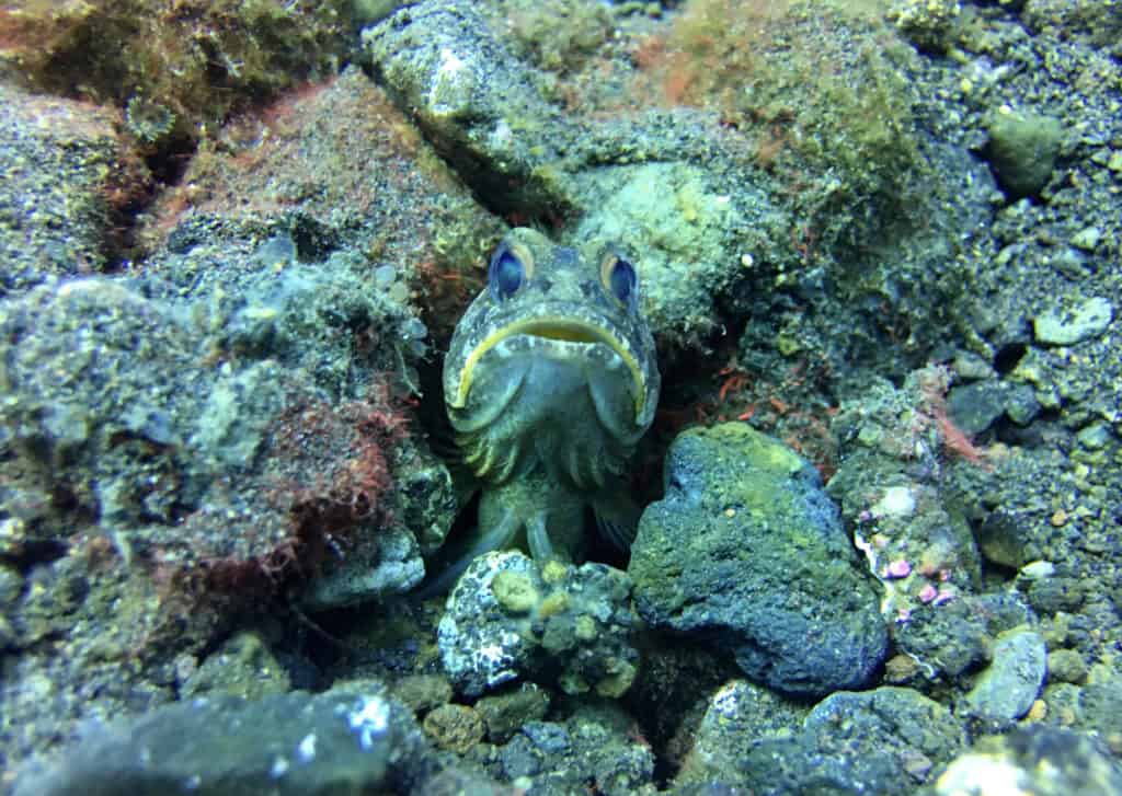 Peekaboo with a fish on an Amed Muck Dive