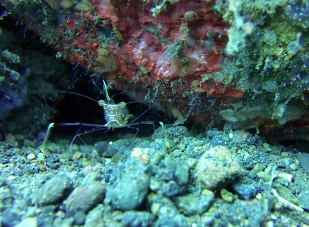 Cleaner Shrimp Guards Home on a Muck Dive in Amed