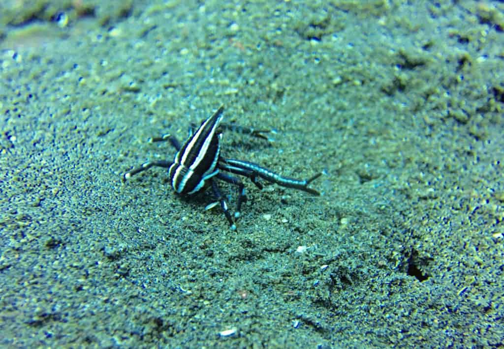 Tiny Crinoid Squat Lobster - Muck Diving Amed