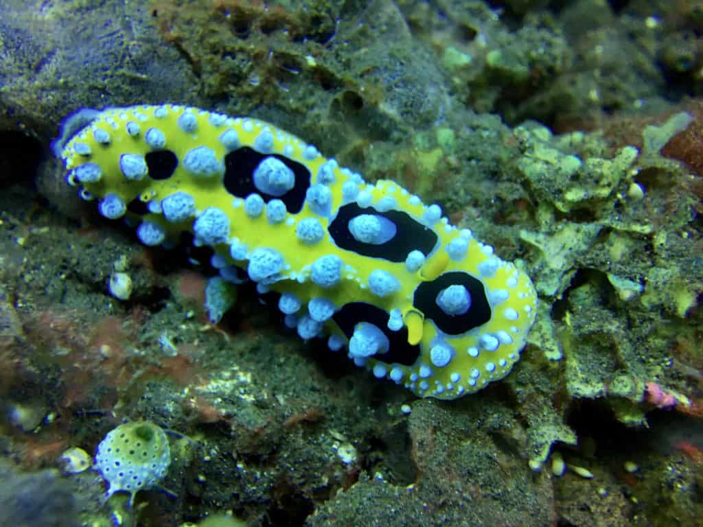 Nudibranch Spot on Amed Muck Dive