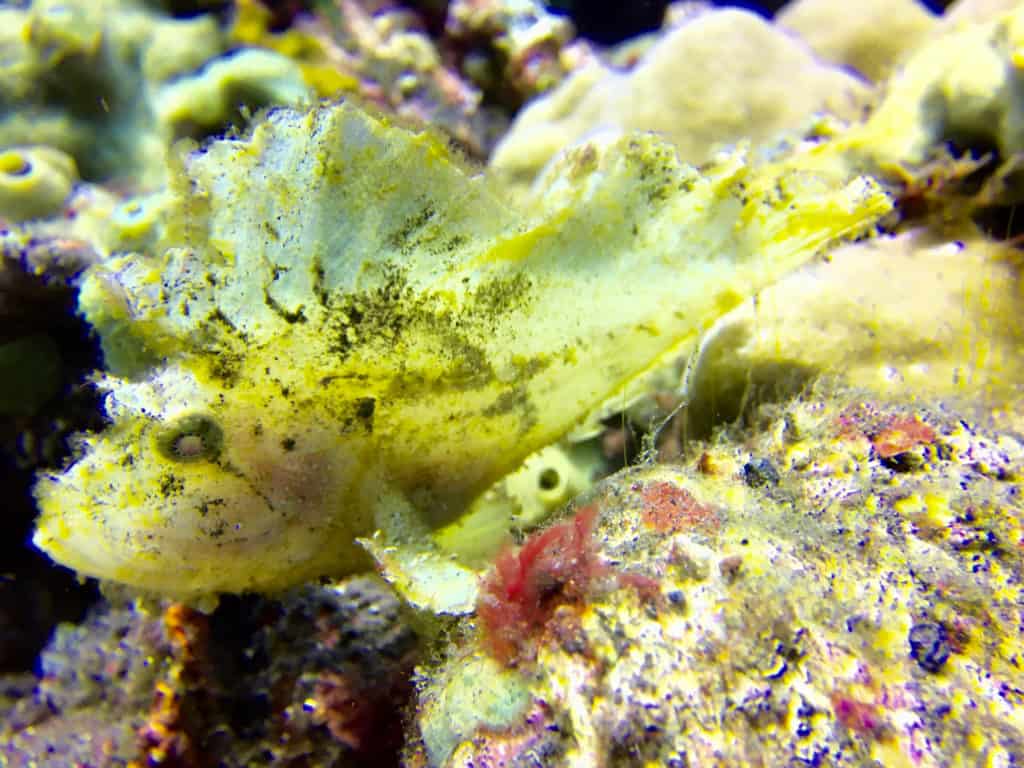 Delicate Leaf Scorpionfish - Muck Diving Amed