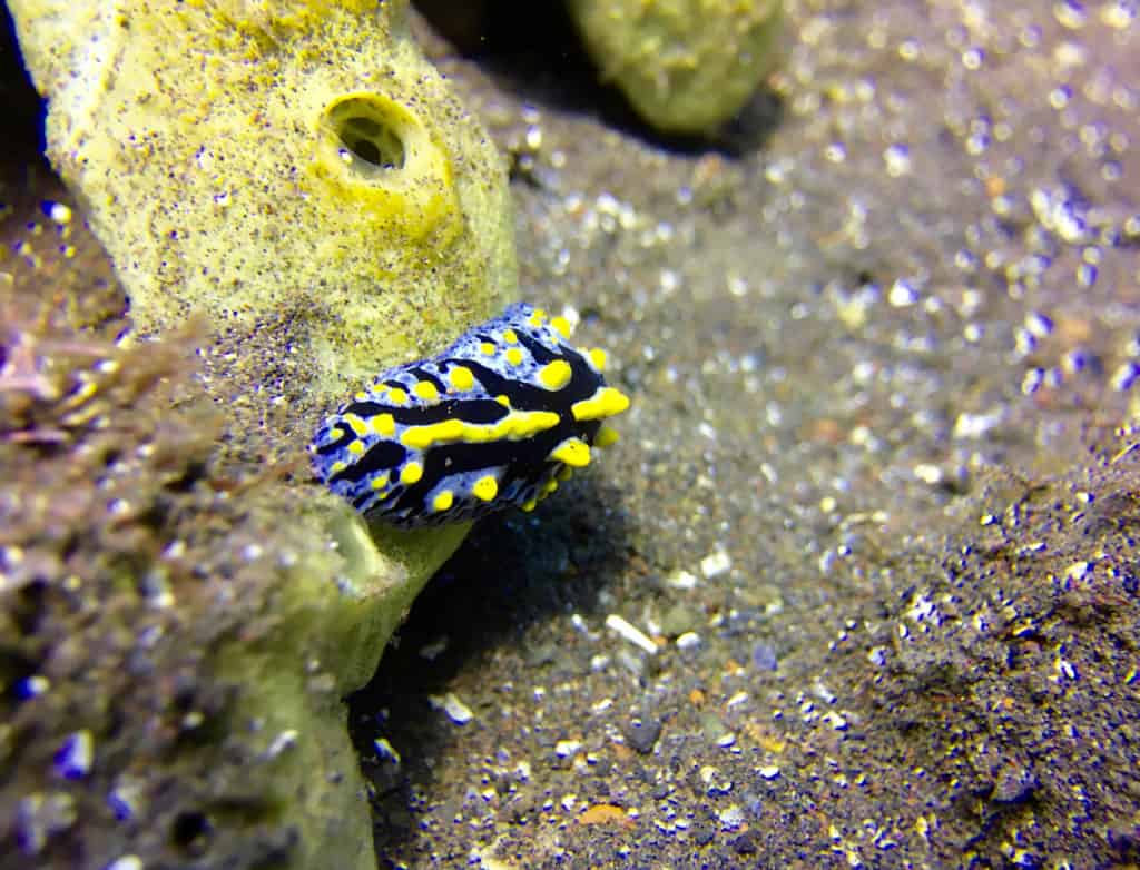 Muck Diving Nudibranch - Amed