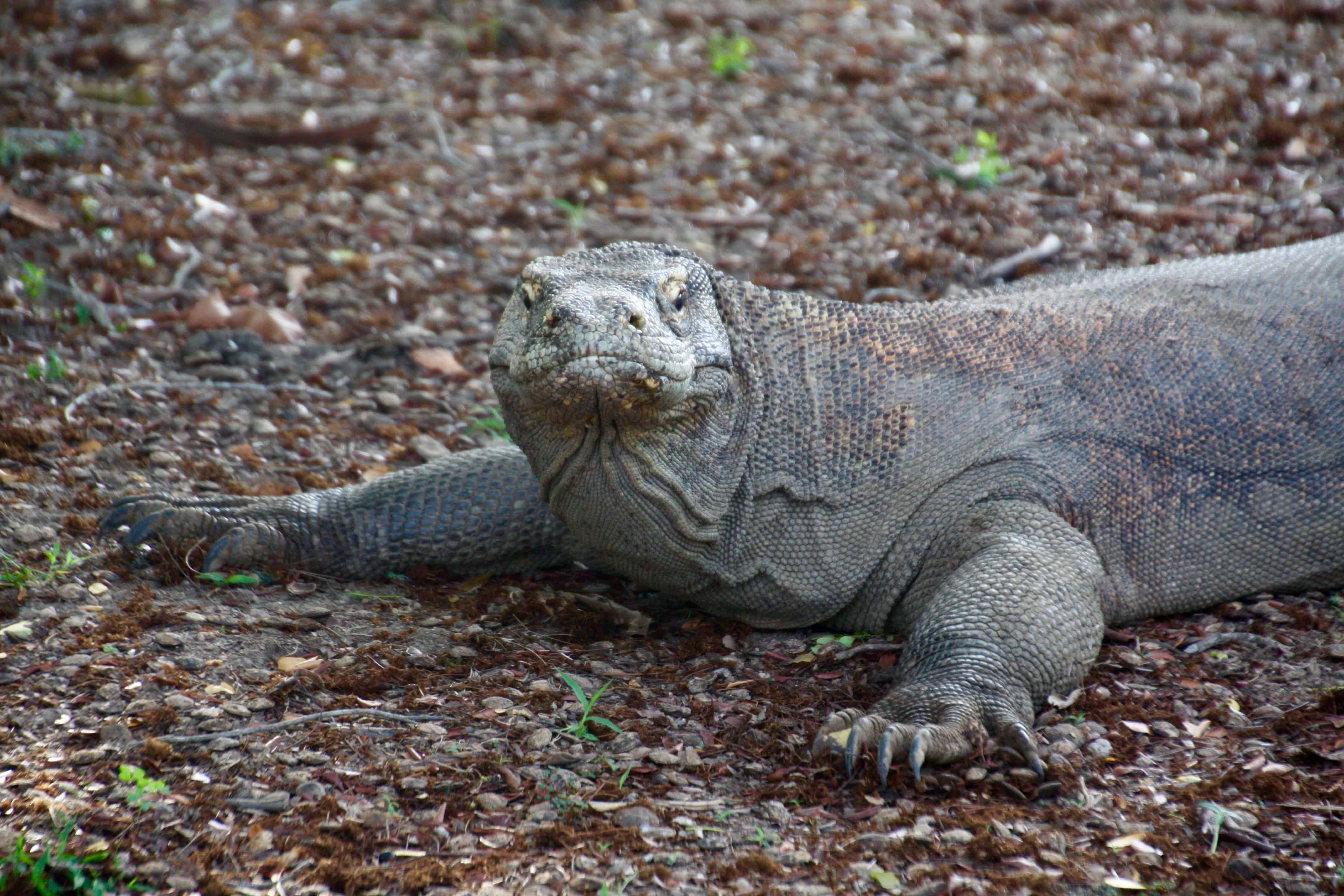 komodo-dragon