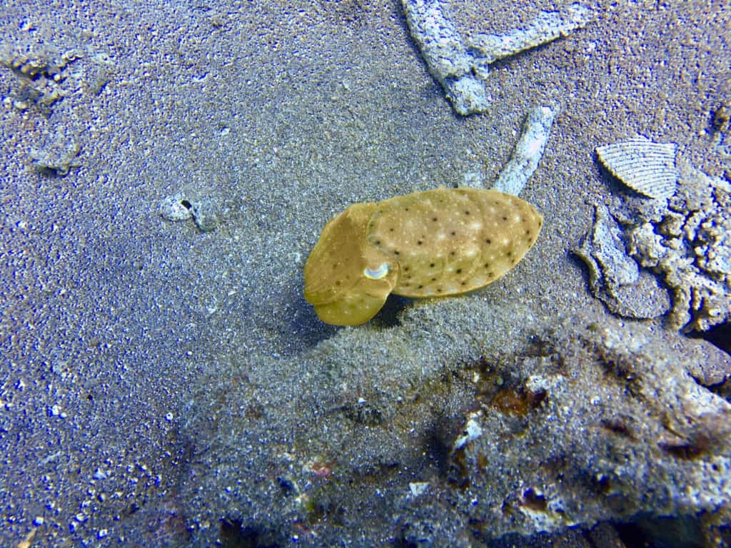 Tiny Cuttlefish Regales With Colour Changes - Jemeluk Drop-off Muck Diving Bali
