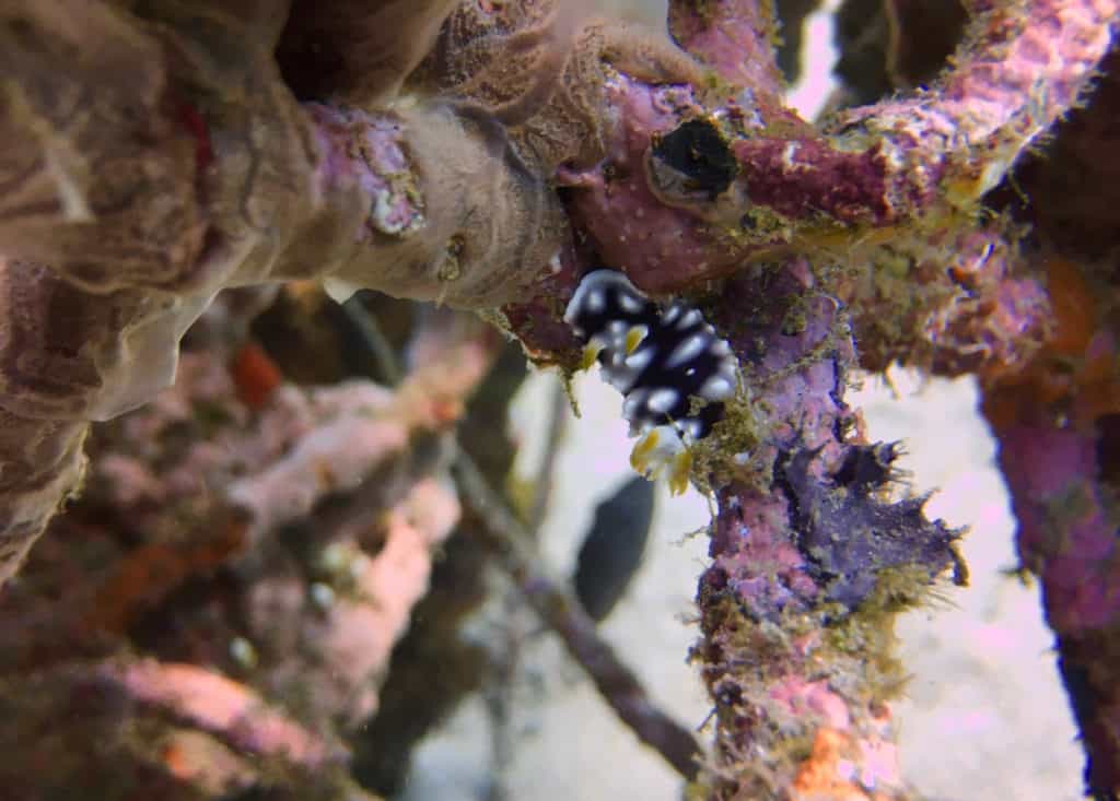 Pretty Nudi - Jemeluk Drop-off Muck Diving Bali