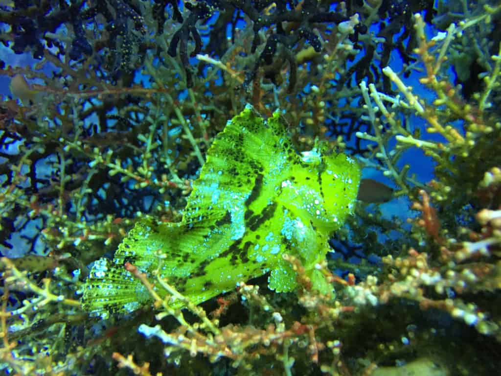 Handsome Leaf Scorpionfish Waits for Lunch - Tulamben Bali