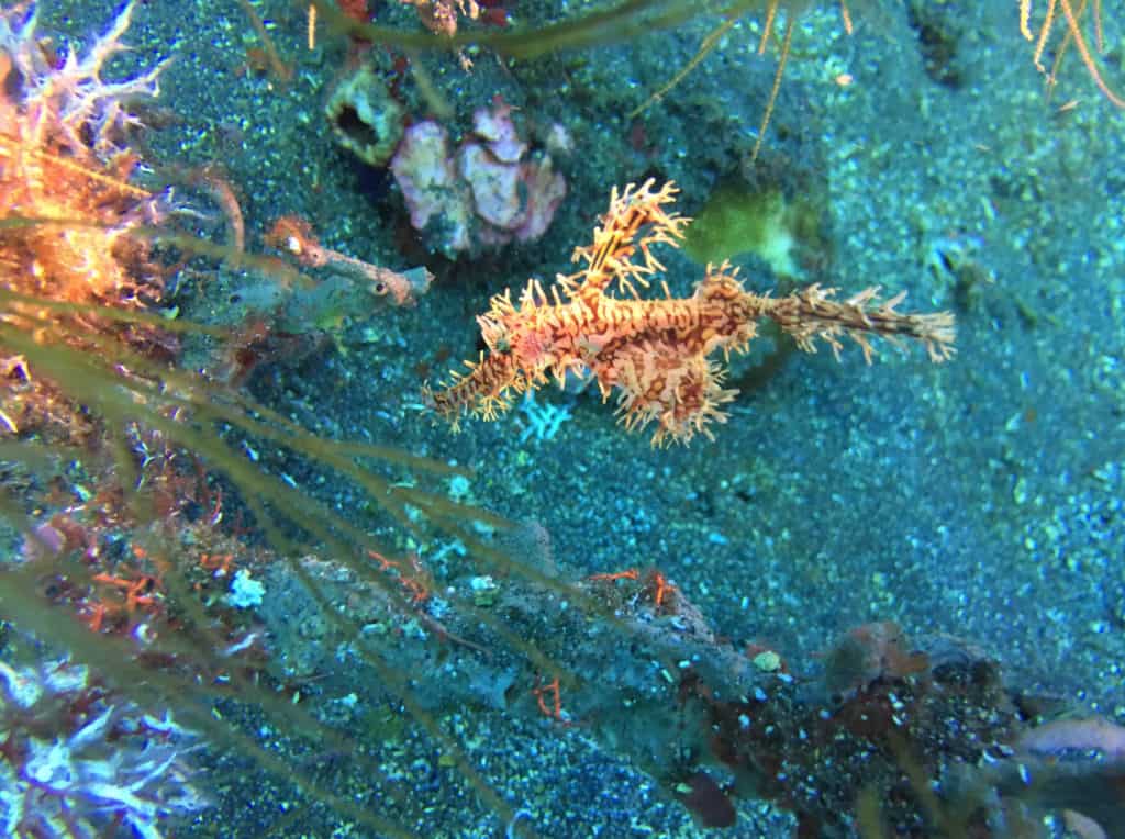 Ghost Pipefish Hanging out in the Wreck at Tulamben Bali