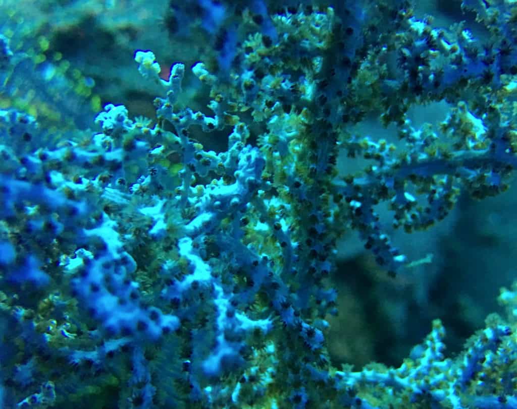 Master of Disguise - Pygmy Sea Horse in the Coral