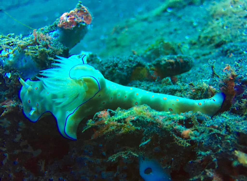 Current-swept Nudibranch at Seraya Secrets Muck Diving Site Amed