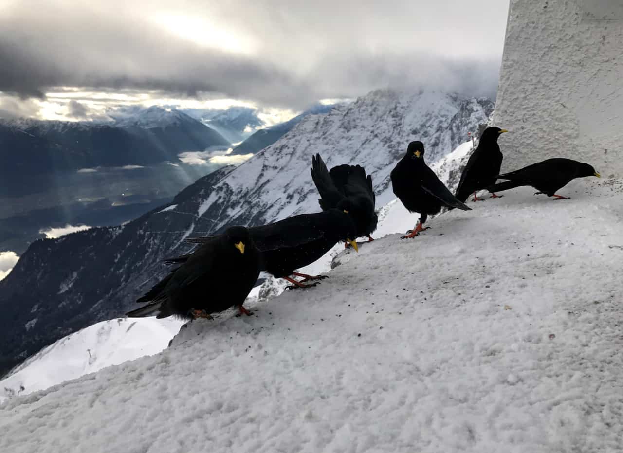 Choughs brave the freeze at the top of the Nordkette mountain in Innsbruck.