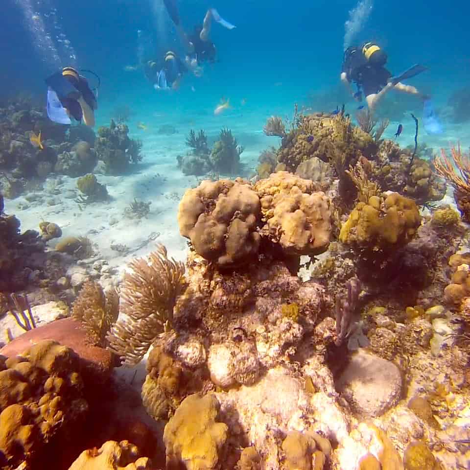 Four divers swim through the crystal clear waters of the Bay Of Pigs