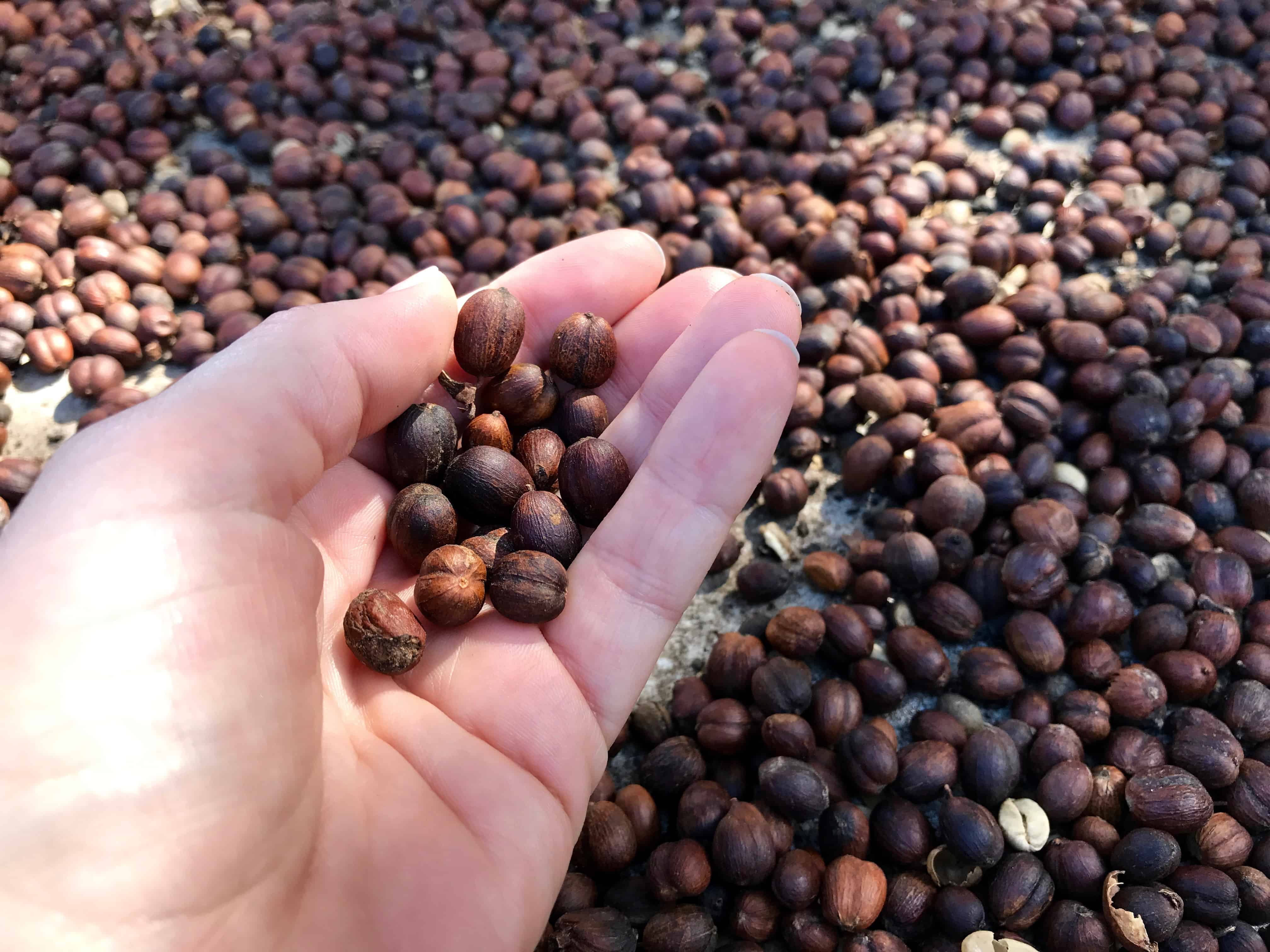 A Handful of Coffee Beans in Vinales