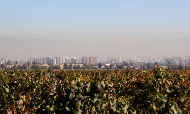 Santiago city reaches right to the edges of the Maipo Valley vineyards, making wine tours very accessible.