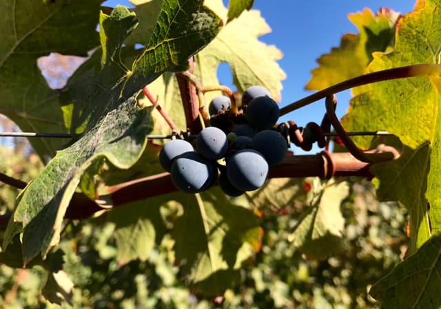 A bunch of purple grapes ripen on the vine on a Santiago Bike and Wine Tour.