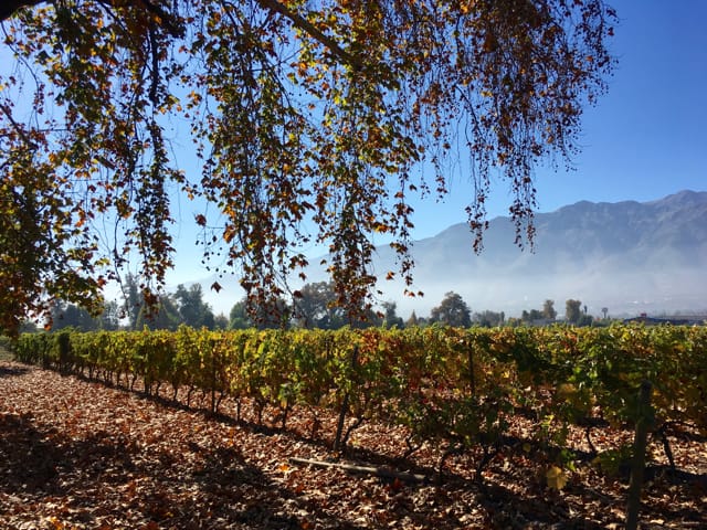 View of vineyards and mountains on a Bike and Wine Tour in Santiago.