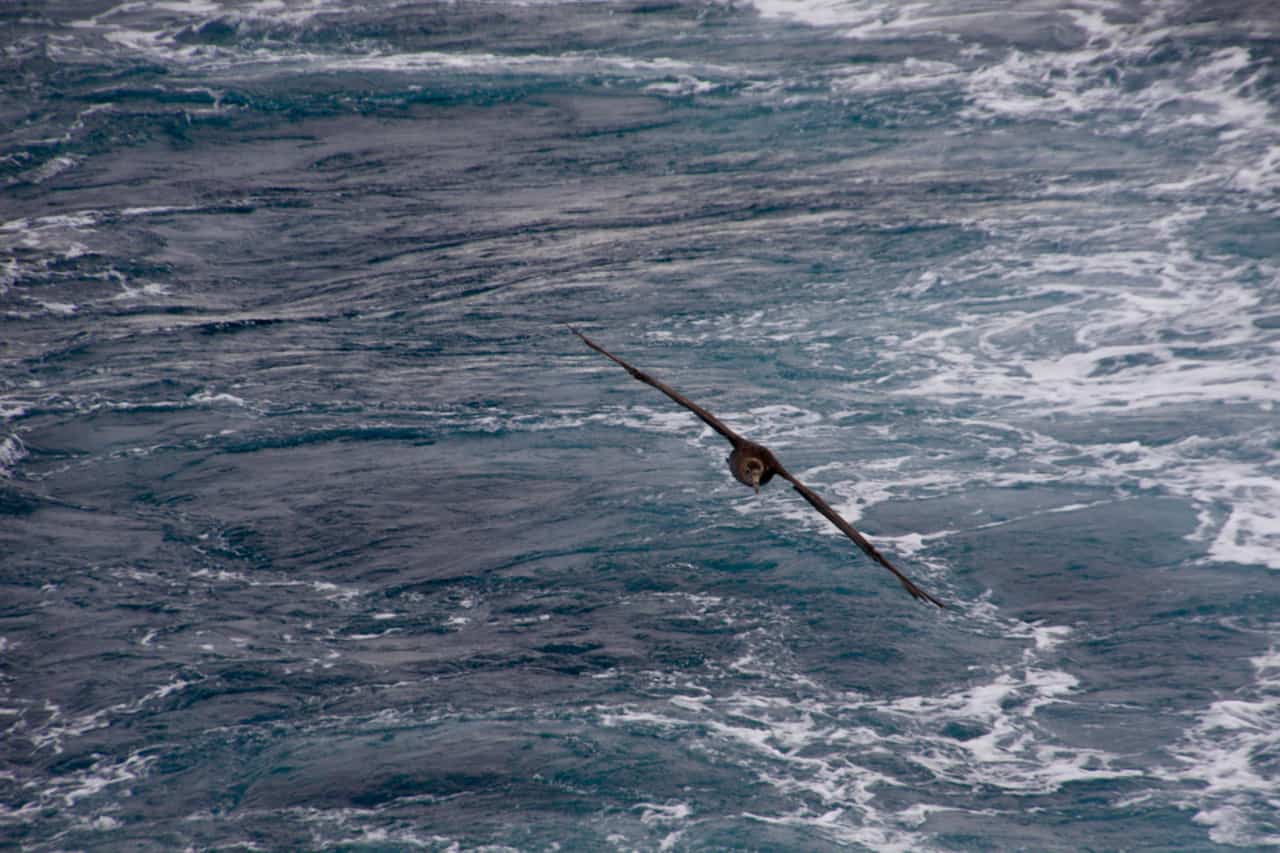 A wandering albatross glides on air currents behind the ship.