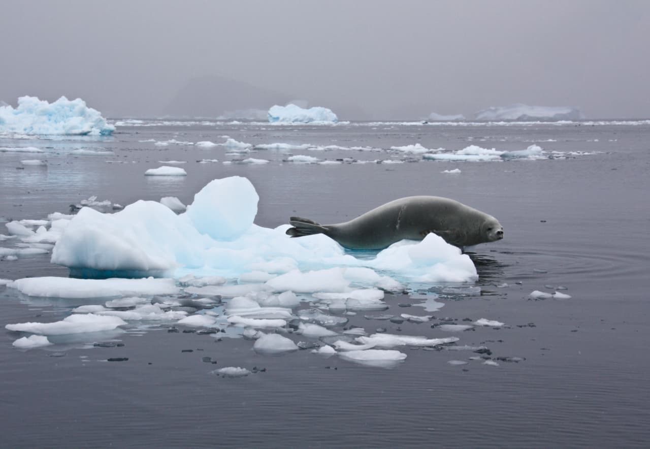 A crabeater seal watches from a small iceberg in Antarctica.