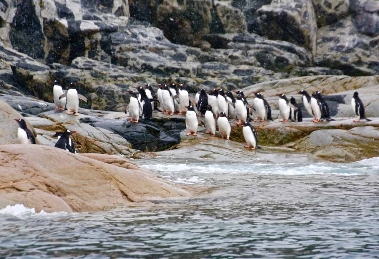 Dozens of gentoo penguins gather on rocks at the water's edge in Cierva Cove, Antarctica.