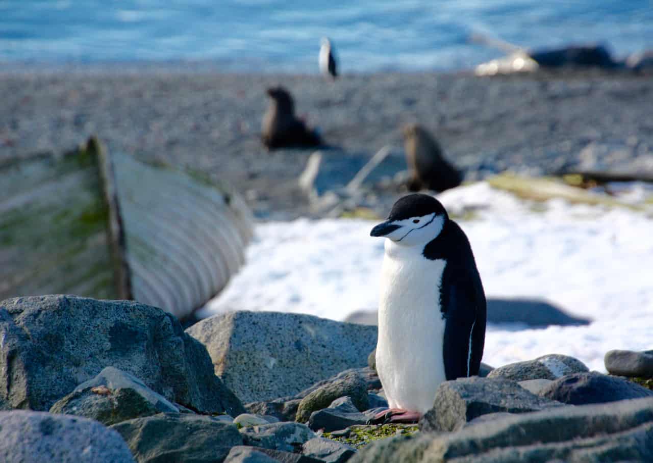Penguins make for compelling photos of Antarctica. Here a chinstrap penguin sits in front of a historic whaling boat at Half Moon Bay in Antarctica.